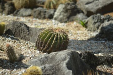 サボテンが枯れる原因と対策 茶色になっても焦らず対処しよう ウルトラインフォ